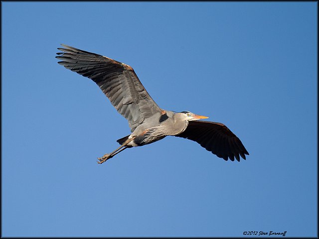 _2SB3713 great-blue heron in flight.jpg